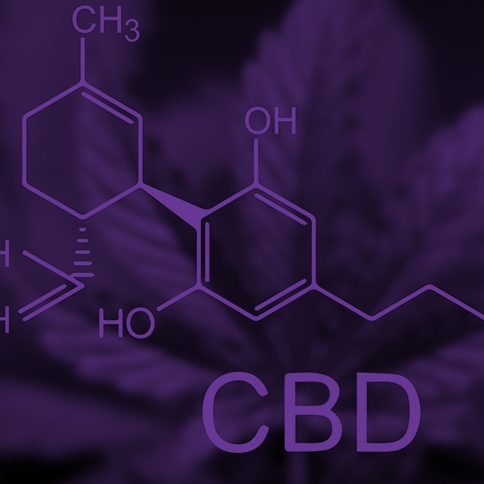 Cannabis-CBD-purple-sq