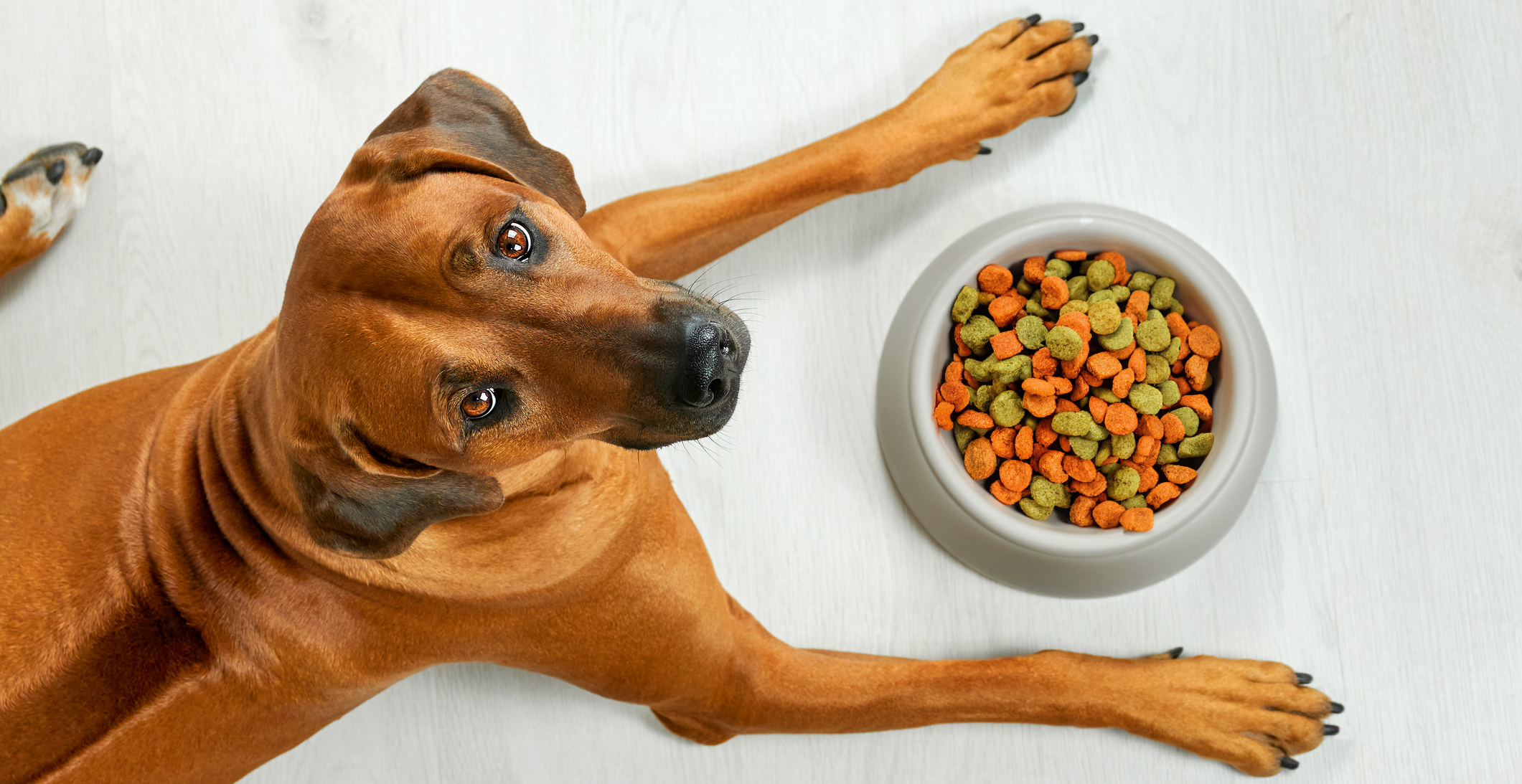 Dog with Dog Bowl Kibble