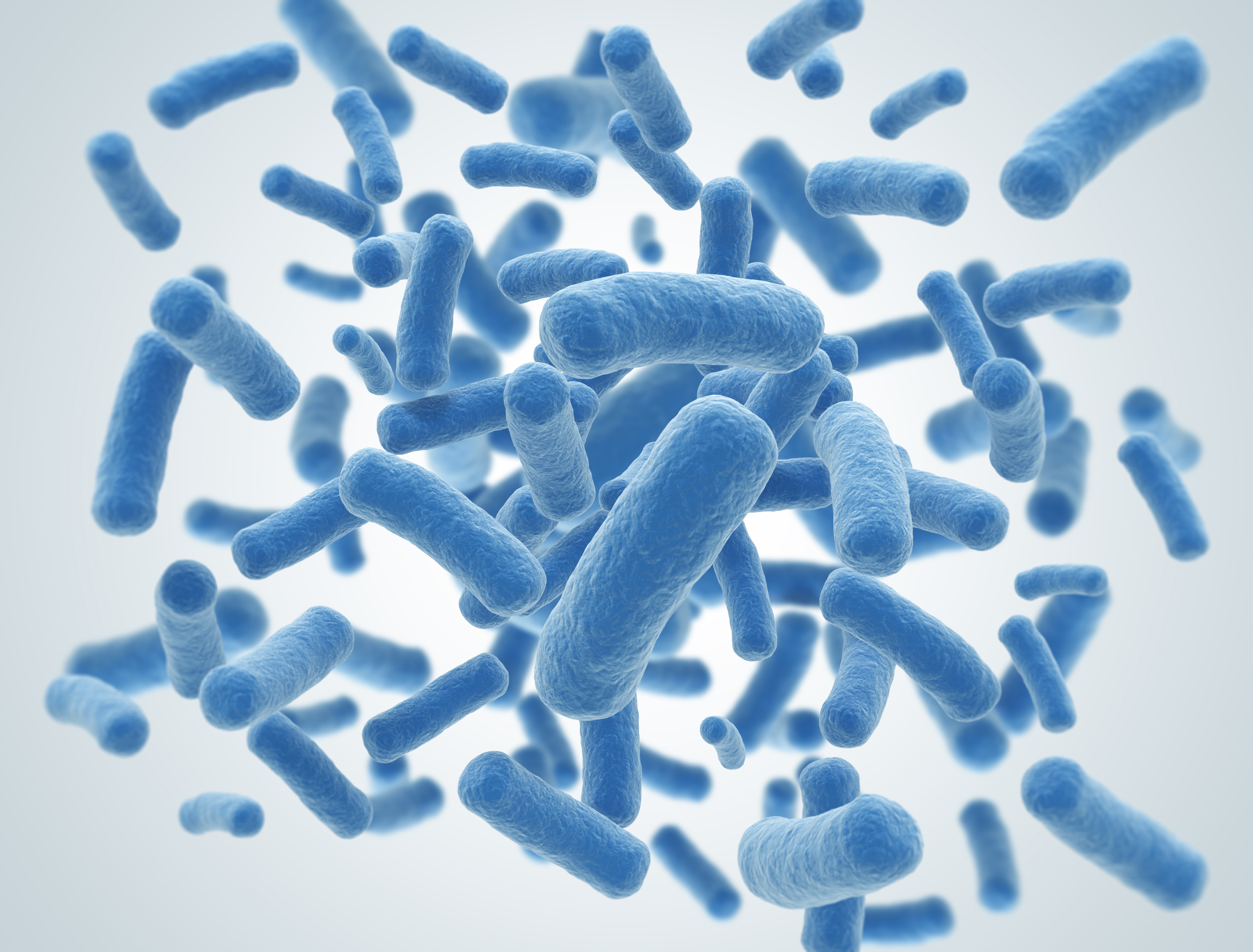 Сенная палочка. Bacillus subtilis. Bacillus subtilis 534. Bacillus subtilis 100. Гнилостные бактерии Сенная палочка.